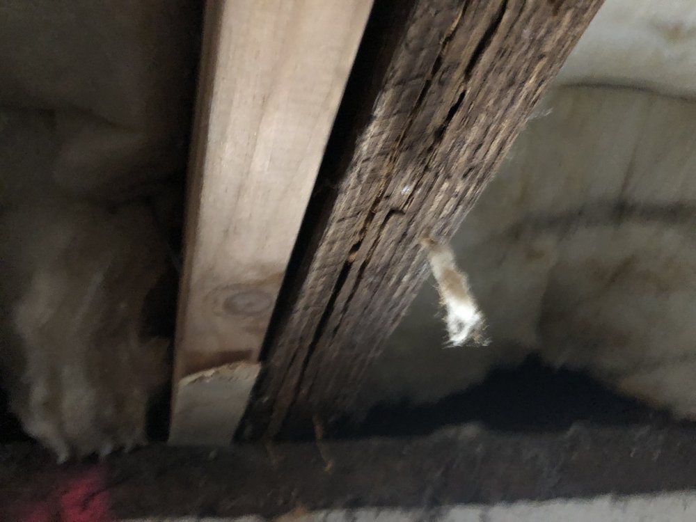 Swanson's Pest Management Eugene Oregon at Douglas Johnson blog