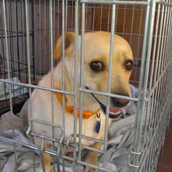 Last Call K9 Rescue - Meet Jordan, he is about 5 years old and absolutely loves swimming and relaxing with human friends.