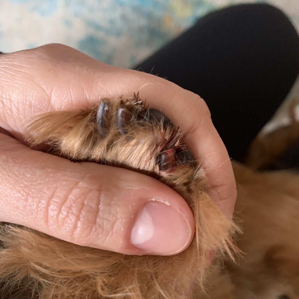 Paramus Puppy Spa - Pet Groomers Near Me - Paramus, New Jersey Paramus Puppy Spa - Pet Groomers Near Me - Paramus, New Jersey