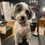 The Shaggy Doodle