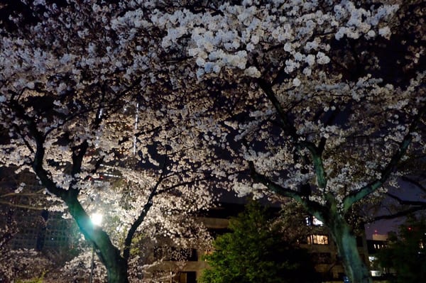 Kamon-yama Park by null