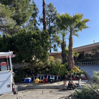 TrimLess Tree Service - Trimming Spanish and Italian pines - Tree Services Near Me TrimLess Tree Service - Trimming Spanish and Italian pines - Tree Services Near Me