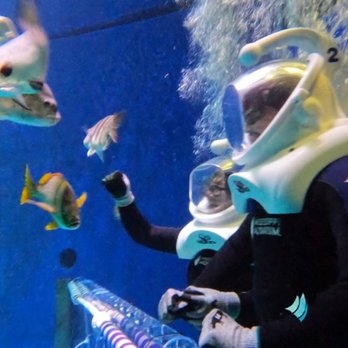 Mississippi Aquarium - SeaTrek Encounter - Aquariums Near Me - Gulfport, Mississippi