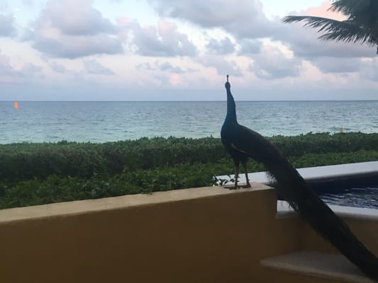 Paraiso de la Bonita, a Luxury Collection Resort, Riviera Maya, Adult All-Inclusive by null