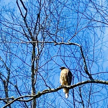 Willeo Park - 2/23 red tail hawk - Parks Near Me - Roswell, Georgia Willeo Park - 2/23 red tail hawk - Parks Near Me - Roswell, Georgia