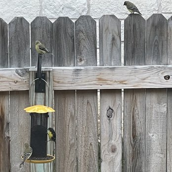 Wild Birds Unlimited - Finches at my new feeder filled with thistle seed! - Bird Shops Near Me - Austin, Texas Wild Birds Unlimited - Finches at my new feeder filled with thistle seed! - Bird Shops Near Me - Austin, Texas