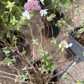 Valley Hills Nursery - Nurseries & Gardening Near Me - Carmel, California Valley Hills Nursery - Nurseries & Gardening Near Me - Carmel, California