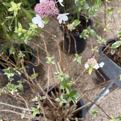 Valley Hills Nursery