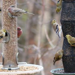 All Seasons Wild Bird Store