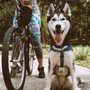 Photo of Bark Orlando