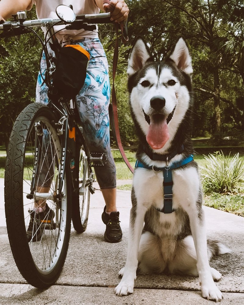 Bark Orlando - pet boarding facility in Winter Park, FL