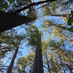 Pope Valley Tree