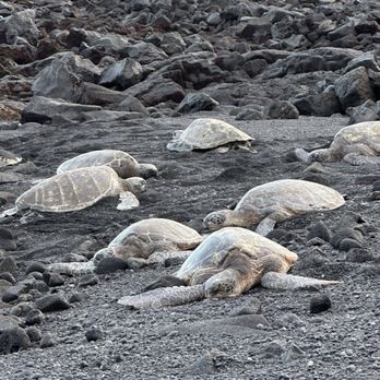 Punalu'u Black Sand Beach - so many turtles late afternoon - Beaches Near Me - Pahala, Hawaii Punalu'u Black Sand Beach - so many turtles late afternoon - Beaches Near Me - Pahala, Hawaii