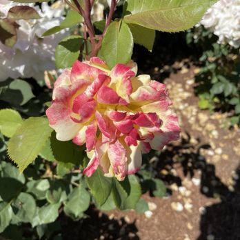 Peninsula Park - Parks Near Me - Portland, Oregon Peninsula Park - Parks Near Me - Portland, Oregon