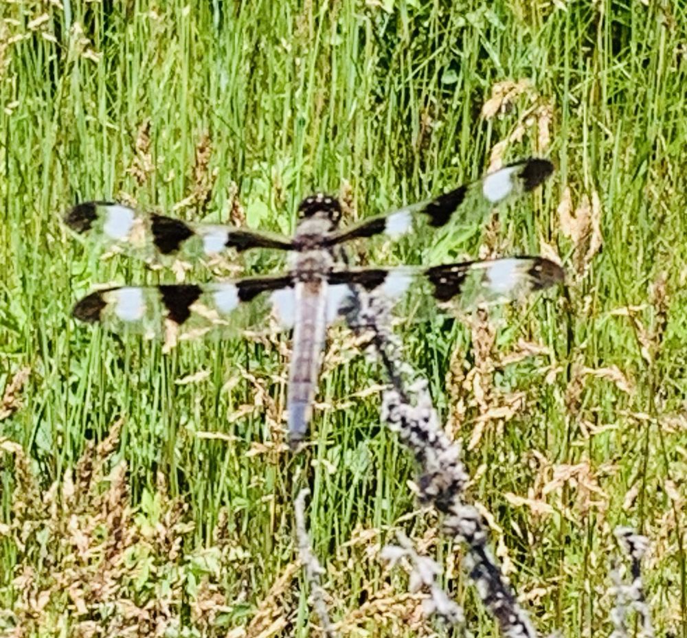 Blue Mounds State Park Logo