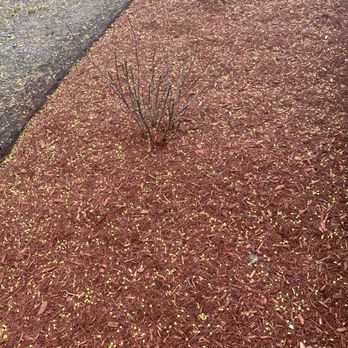 MCA Landscaping Services - Perfect mulching around kerra Rose and rose of Sharon - Landscaping Near Me MCA Landscaping Services - Perfect mulching around kerra Rose and rose of Sharon - Landscaping Near Me