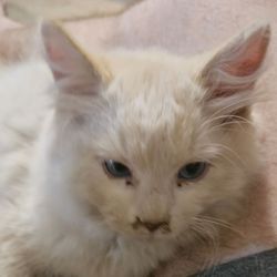 swaffords ragdoll cafe - 1 week