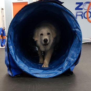 Zoom Room Dog Training - Waylon, 6 months, races through the tunnel during Agility class. - Pet Training Near Me - Reno, Nevada Zoom Room Dog Training - Waylon, 6 months, races through the tunnel during Agility class. - Pet Training Near Me - Reno, Nevada