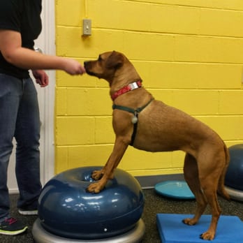 A Loyal Companion - Pet Training Near Me - Tucson, Arizona A Loyal Companion - Pet Training Near Me - Tucson, Arizona
