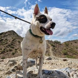 Desert Dog Training - Flower ACD  knows all basic commands. At Desert Dog Training, she learned how to carry a backpack, play fetch, use a treadmill.