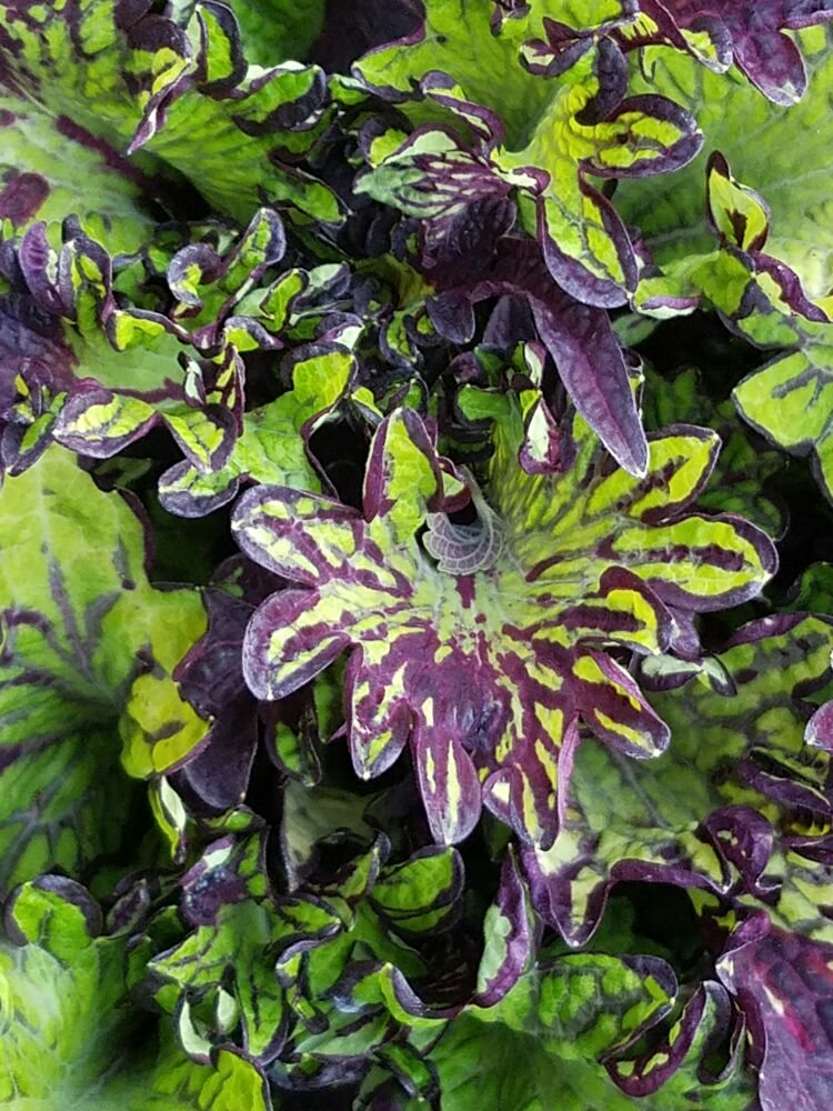 JOHNNY APPLESEED Updated September 2024 13 Photos 2200 S Hickory