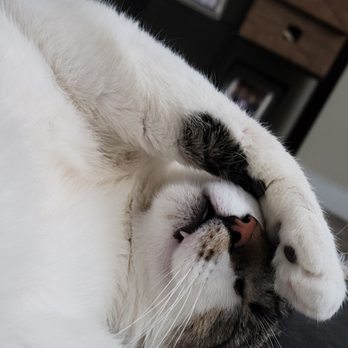 spcaLA - Freckles likes to sleep a lot!! - Pet Training Near Me - Long Beach, California