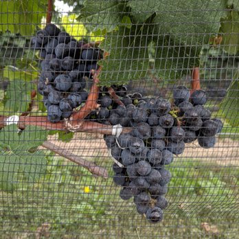 Rosewood Estates Winery - Wineries Near Me - Beamsville, Ontario