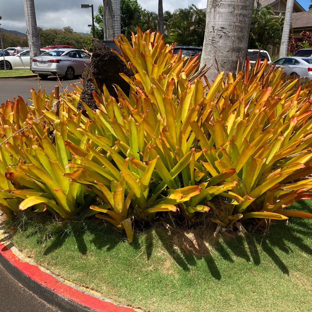 Keoki's Paradise - Flora - Seafood Near Me - Koloa, Hawaii Keoki's Paradise - Flora - Seafood Near Me - Koloa, Hawaii