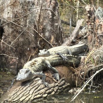 Cajun Encounters Tour Company - Crocs!! - Tours Near Me - Slidell, Louisiana