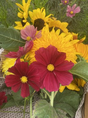 Bremer Produce U-Pick Flower Farm by null