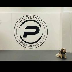 Prolific Brazilian Jiu Jitsu