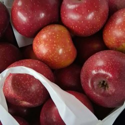 Boyer Orchards