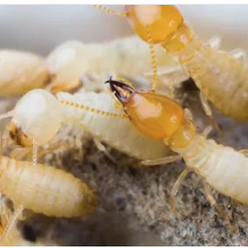 Jacks Termite Solutions - Pest Control Near Me - Royal Oaks, California