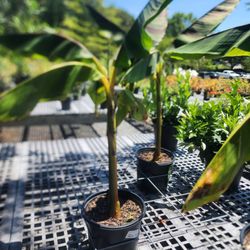 Atlantic Gardening Company