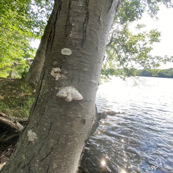 Al Retelle Reservation - pretty - Hiking Near Me - Andover, Massachusetts Al Retelle Reservation - pretty - Hiking Near Me - Andover, Massachusetts