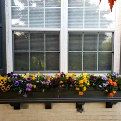 White Oak Garden Center - Pansies!