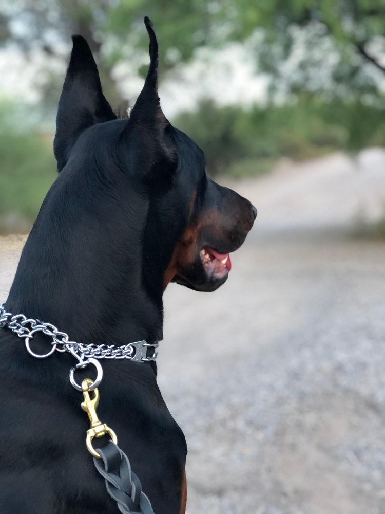 BUSH VETERINARY NEUROLOGY SERVICE LEESBURG Updated August 2024 29