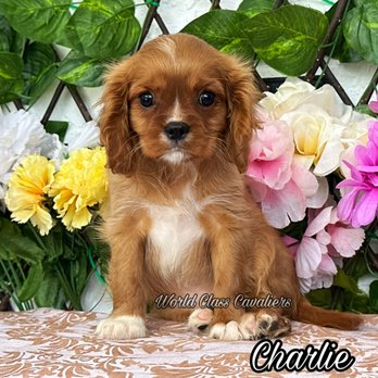 World Class Cavaliers - Pet Breeders Near Me - Miami, Florida