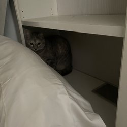 Cats AdopTion Service