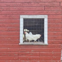 Maple Hill Farms