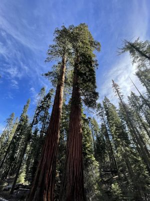 Mariposa Grove by null