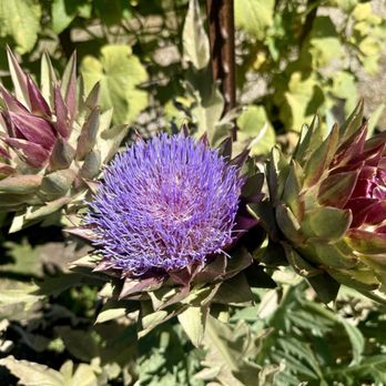 Mustards Grill - Bloomed artichoke - New American Near Me - Napa, California