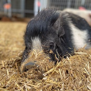 SoCalMiniPigs - Pet Breeders Near Me - Valley Center, California SoCalMiniPigs - Pet Breeders Near Me - Valley Center, California