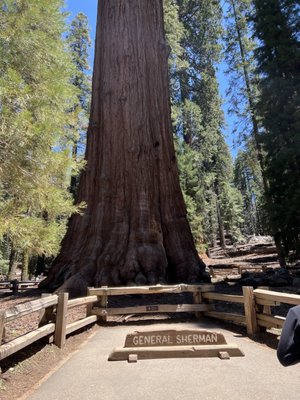 General Sherman Tree by null