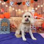 Woof Gang Bakery & Grooming