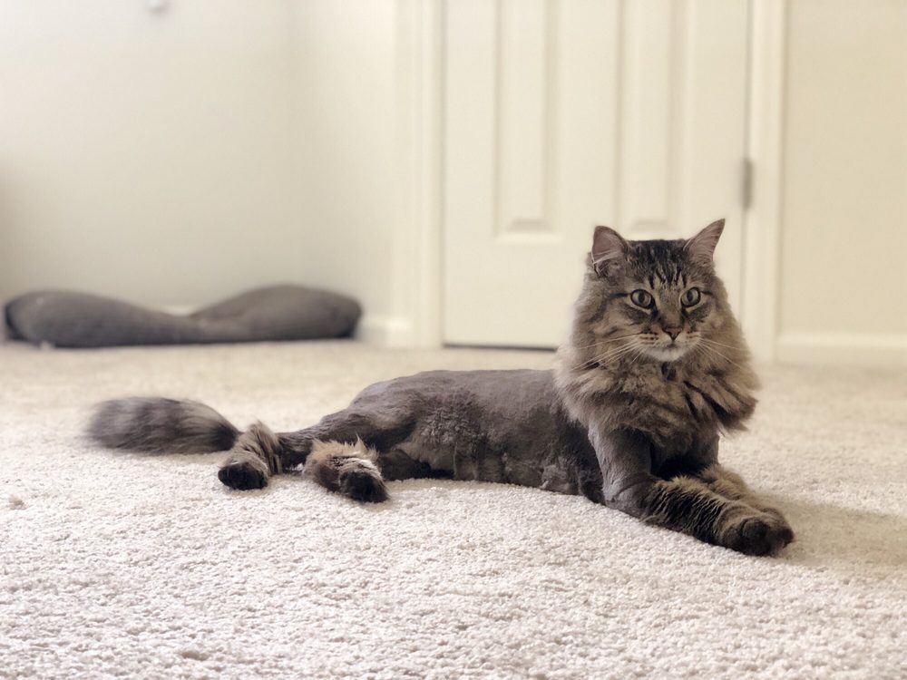 COLORADO CAT GROOMING 27 Photos & 29 Reviews Pet Groomers Denver