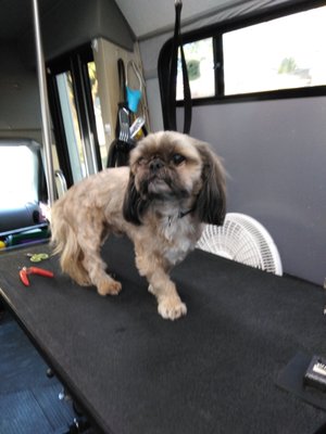 pampered paws mobile pet grooming
