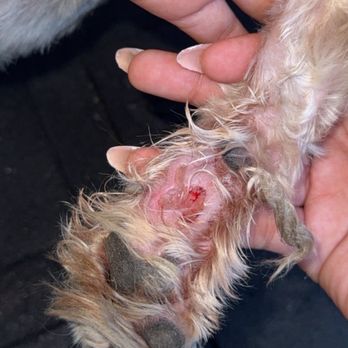 Furrever Friends - Paw pad cut incident - Pet Stores Near Me - Westminster, California Furrever Friends - Paw pad cut incident - Pet Stores Near Me - Westminster, California