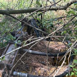 Evans Don H - No evendence of burn on trees in same area.