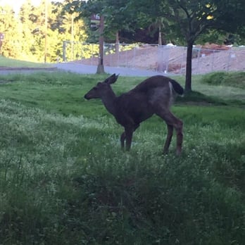 Point Defiance Park - One of the deer. Not as cute as the baby ones that walk around sometimes. - Parks Near Me - Tacoma, Washington